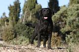 LABRADOR 633